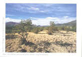 Gereon Quadt - Postkarte "Dürres Land" - 5 Stück Postkarte "Dürres Land" - 5 Stück