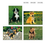 Kleinkärtchenserie Junge Hunde, 12 Stück Kleinkärtchenserie Junge Hunde, 12 Stück