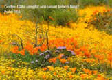 Postkarten Blumenwiese gelb, 6 Stück