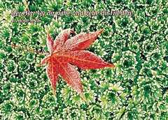 Postkarten Herbstblätter, 6 Stück