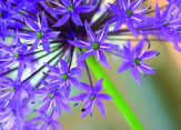 Faltkarten Blumendetails, 5 Stück Faltkarten Blumendetails, 5 Stück